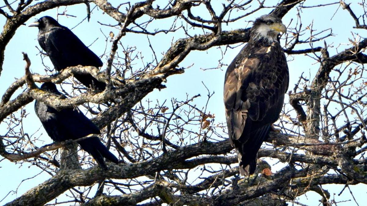 Nicely camouflaged in the branches of an oak tree, a juvenile bald eagle, right, keeps company with a pair of ravens during the Eagle Tour at Millerton Lake in 2012. Starting this Saturday, California State Parks will be leading barge tours to view the majestic raptors for $20 per person.
