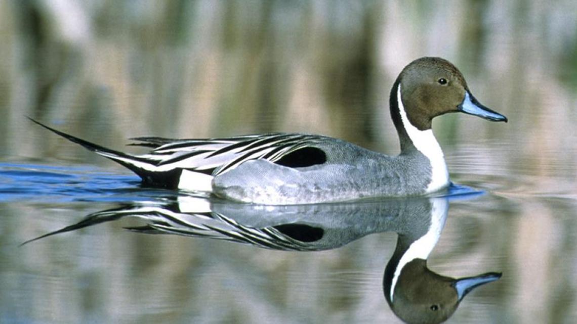 Waterfowl like this northern pintail duck depend to a large degree on flooded rice fields and state and federal wildlife refuges as they migrate across California on the Pacific Flyway. All those categories of habitat have shrunk dramatically because of the drought.