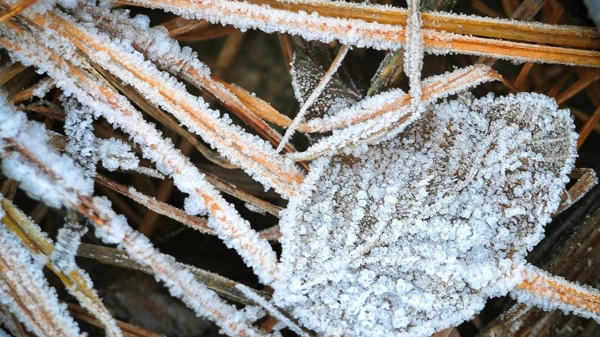 Frost crystals cover a leaf and strands of grass along the Merced River in Yosemite Valley on a late November afternoon.