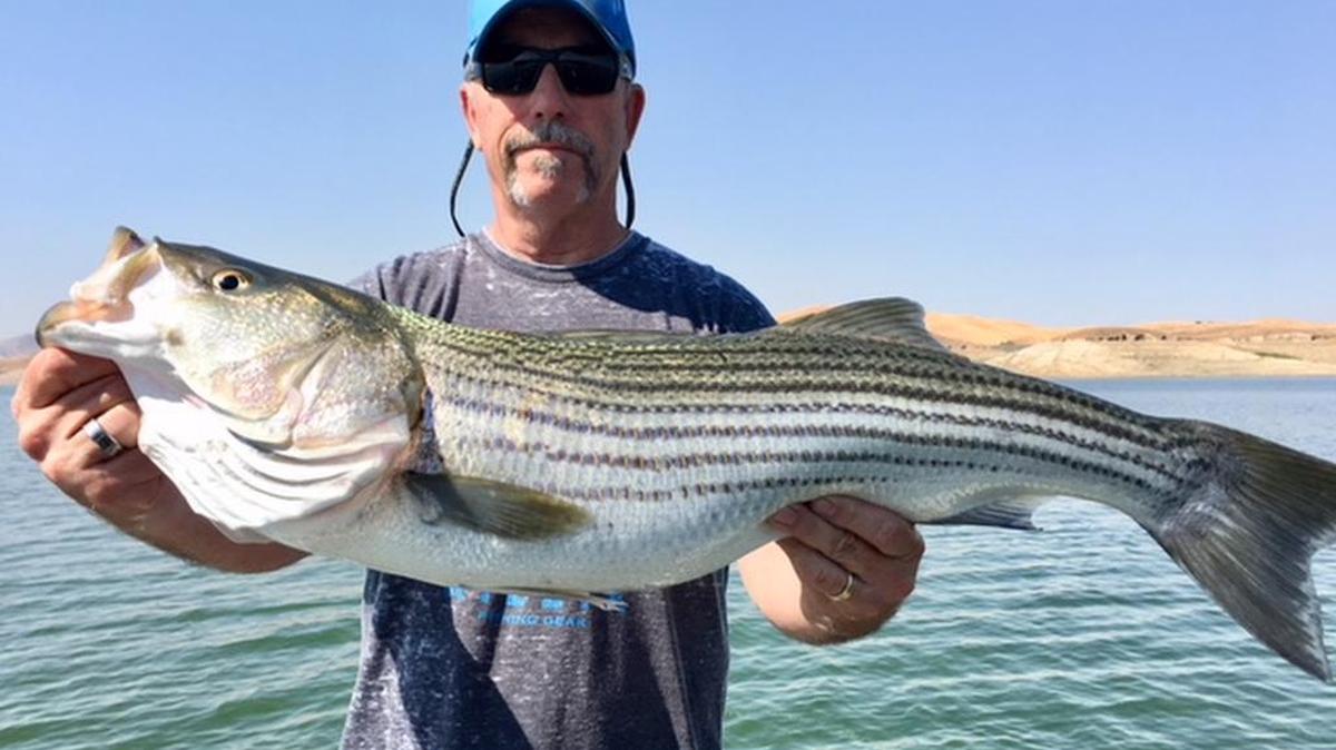 David Drinnon of Fresno shows off a 33.5-inch, 14-pound striper (a personal-best) caught Aug. 31 at San Luis Reservoir.