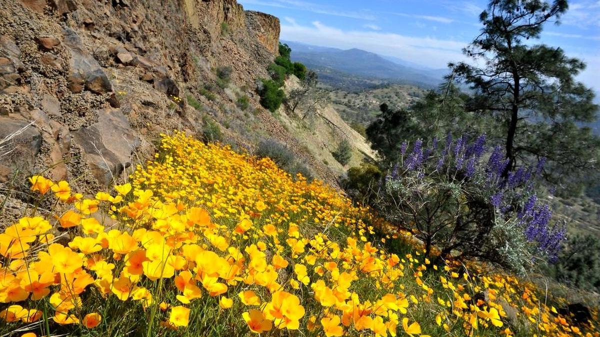 Poppies carpet the rocky, volcanic hillside under the bluffs of Table Mountain, seen during the Sierra Foothill Conservancy’s 2012 open house on the McKenzie Table Mountain Preserve Discovery Trail. This year’s Open Preserve Day is Sunday, April 23, 2017.