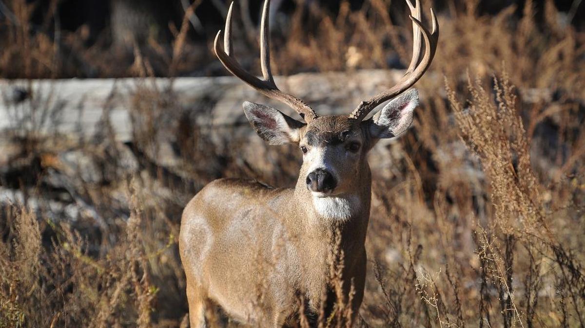 A majestic buck nearly blends in with the colors of fall on a late November afternoon in a Yosemite Valley meadow.