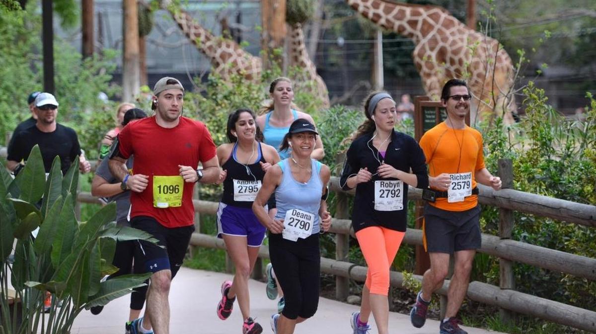 Runners pass by feeding giraffes at the Fresno Chaffee Zoo near the halfway point in last year’s California Classic Half-Marathon on March 15, 2015. The California Classic returns to its original one-weekend structure in 2016, with the bike rides scheduled for April 2 and the half marathon for April 3.