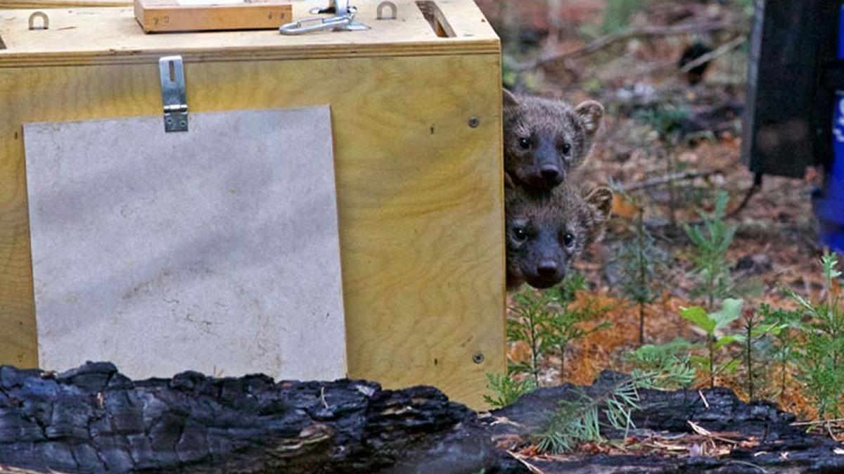 
Two fishers take a peek before exiting a containment box. Four rescued orphan fishers in all were released Tuesday in Yosemite National Park as part of an effort to reintroduce the animal north of the Merced River.
