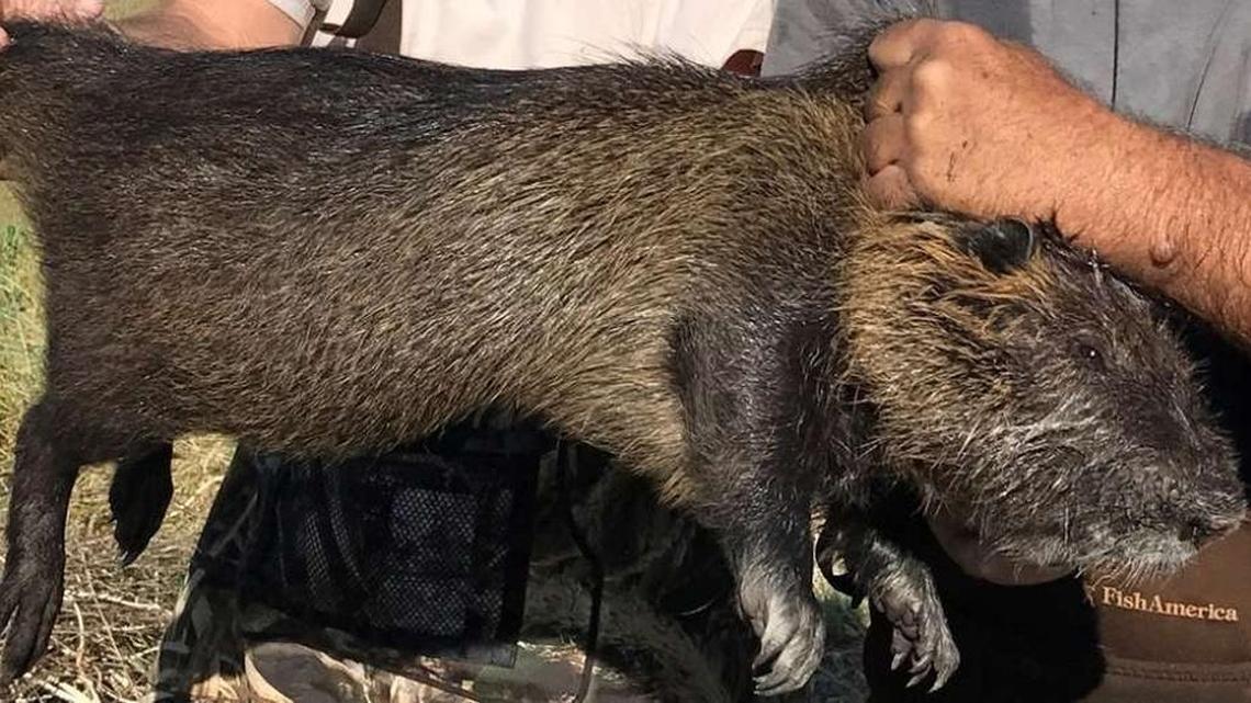 Nutria, a 20-pound rodent with the ability to destroy roads, levees and wetlands, has been discovered in marshlands on the west side of the San Joaquin Valley ranging from near Grayson in Stanislaus County to south of Dos Palos.