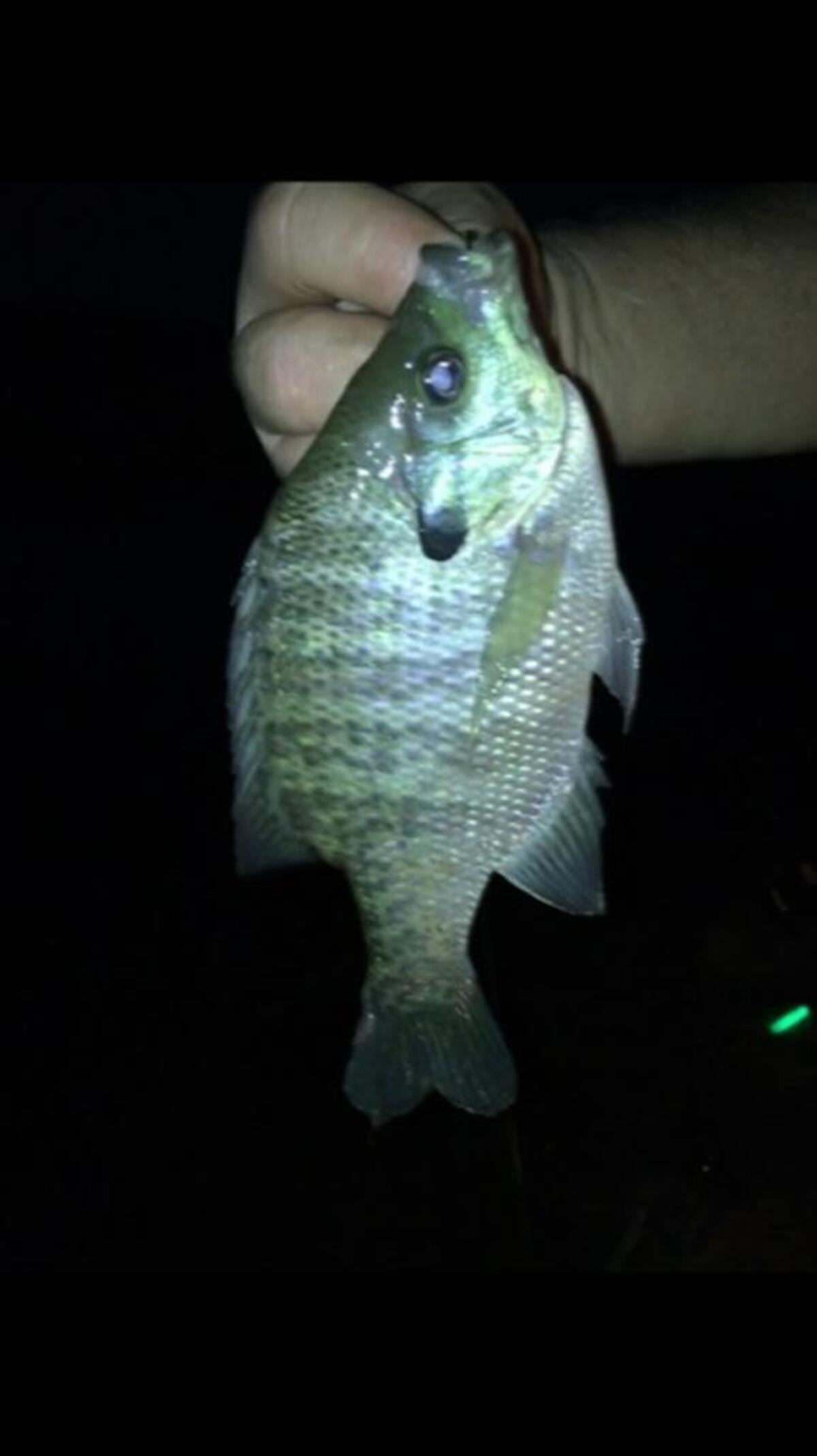 Daniel Duncan shows off a bluegill caught last week at Eastman. He says he used large nightcrawlers for catch-and-release totaling two limits in two nights. He was fishing between 7:30 and 11 p.m. on June 12 and June 13.
