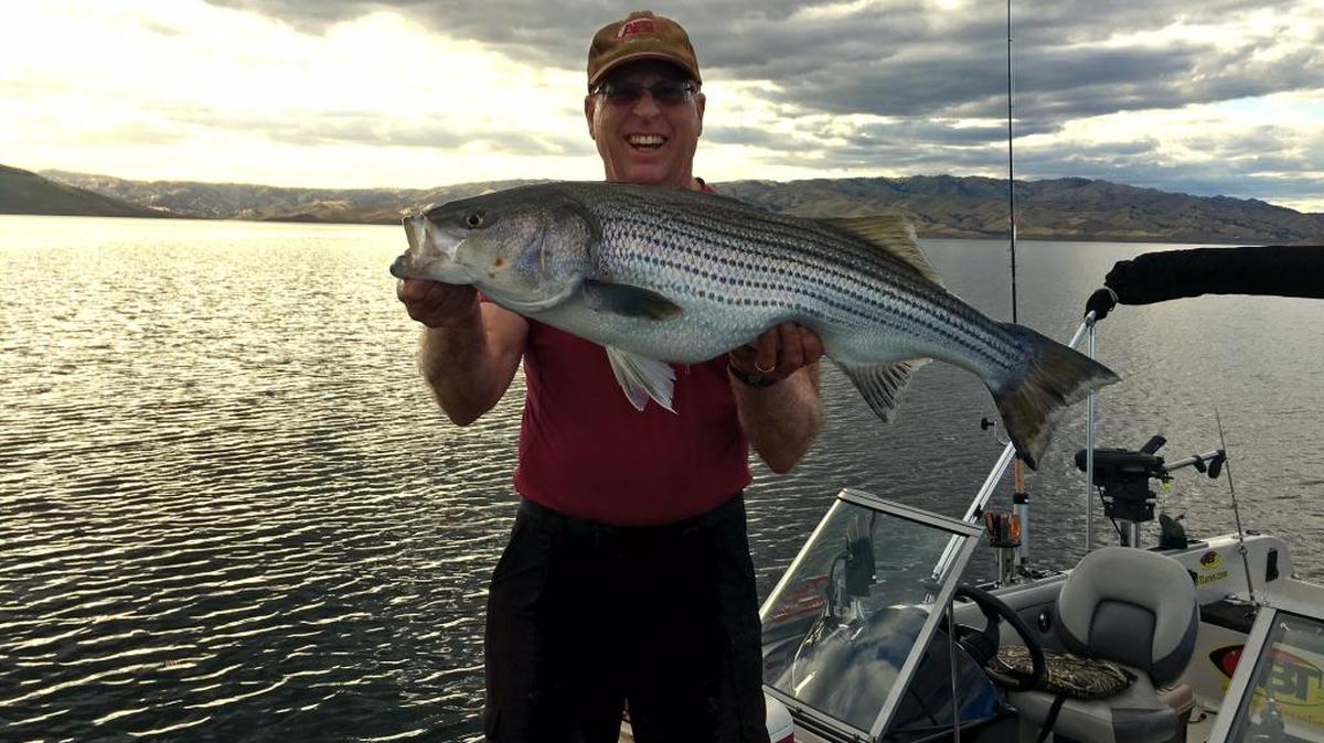 Longtime guide and Bee fishing expert Roger George caught this 38-inch, 22-pound striper at San Luis on April 23, 2016. He also had three more fish in excess of 25 inches plus 10 schoolies. George reported the fishing that day was sporadic, turning on and off quickly.