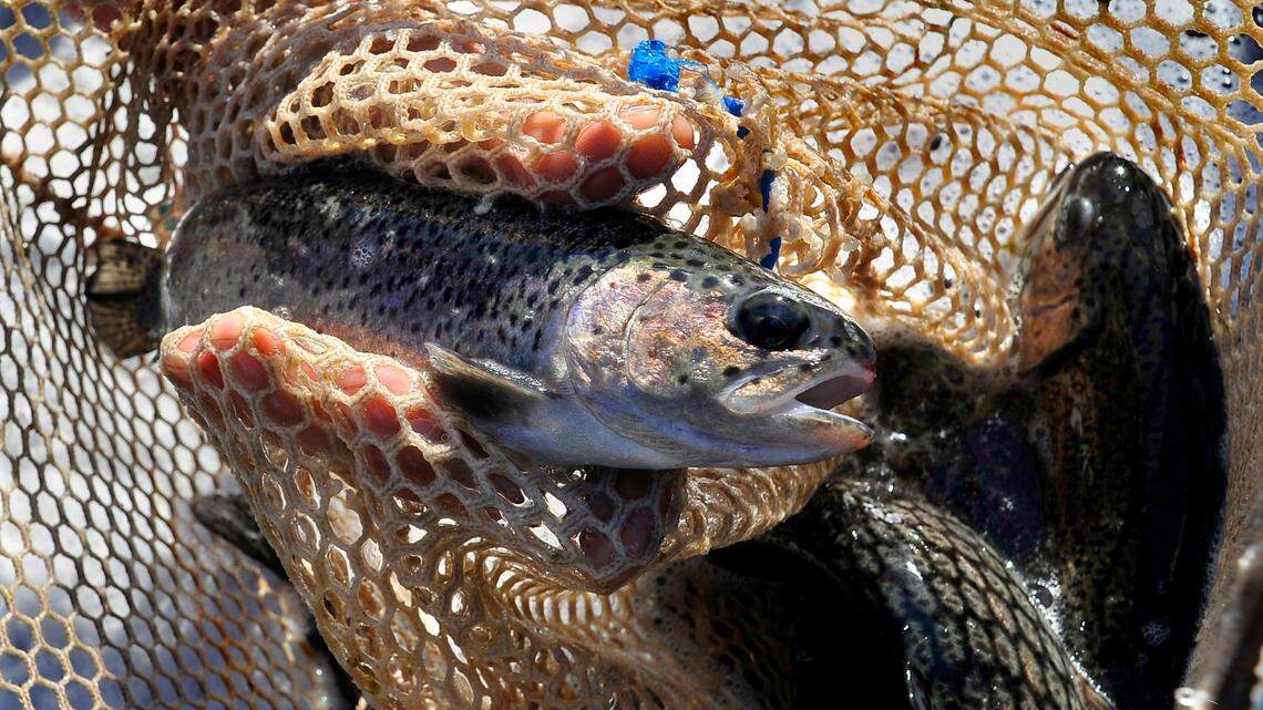 Central California fishing report: Delta bass and sturgeon bites good