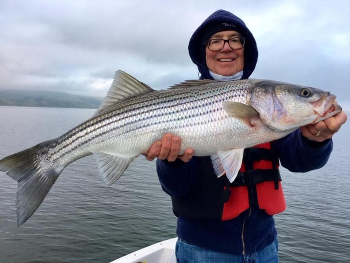 Don Drexel of Campbell, a guest of Roger George’s Guide Service, shows off his personal-best 14-pound striper caught and released using the Seaqualizer release tool at San Luis Reservoir on Thursday, Jan. 10.