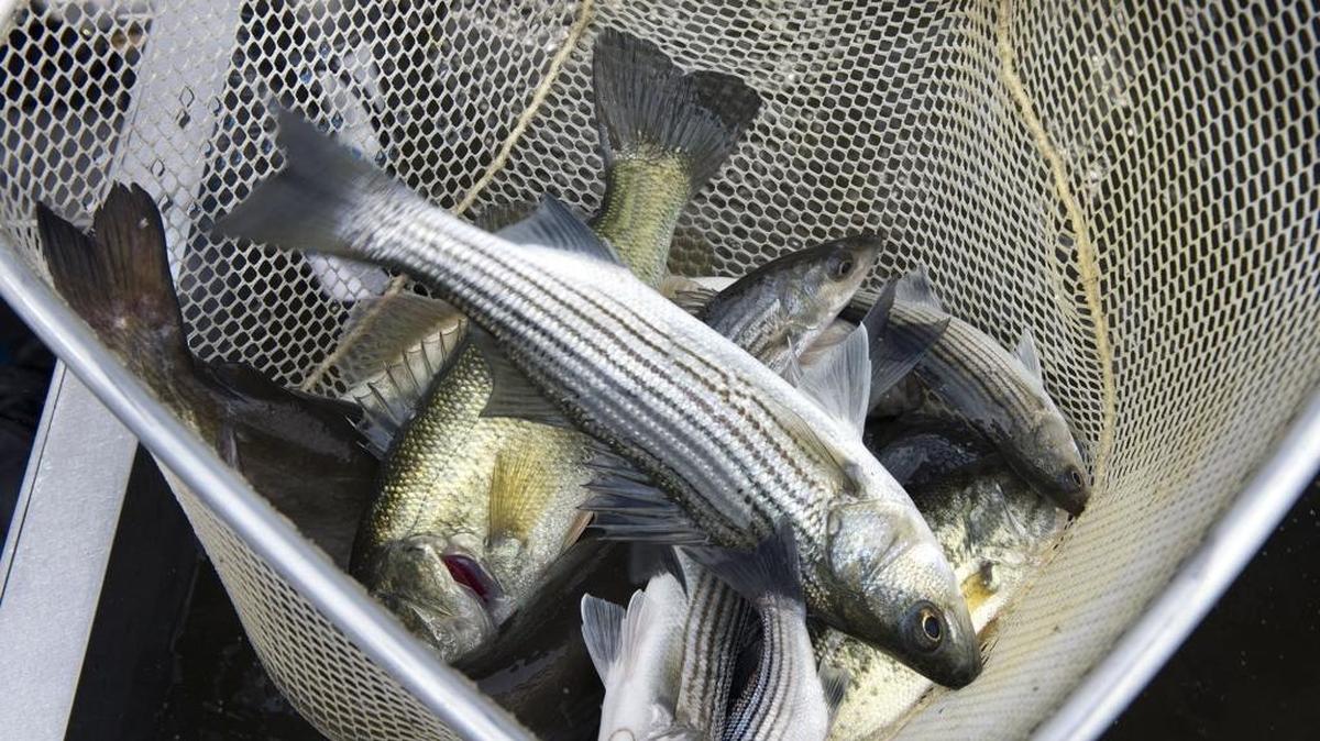 Largemouth and striped bass from the Sacramento-San Joaquin Delta.