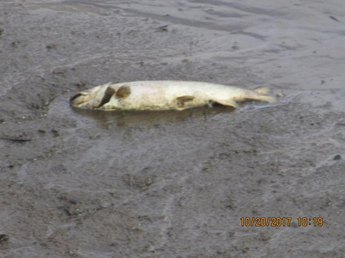 Fisherman David Woolley of Fresno took this photo of a dead trout at the shoreline of Mammoth Pool reservoir.