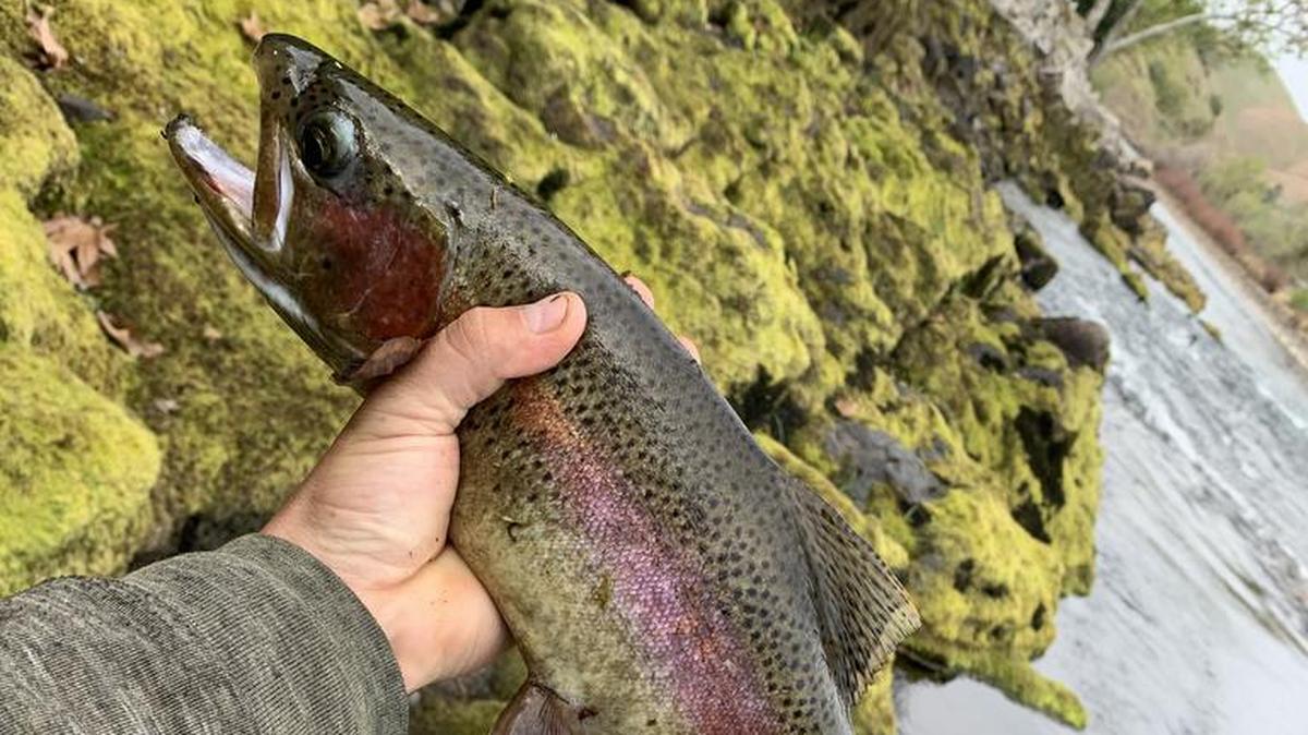 Abel Salais Jr. of Fresno shows off his catch Sunday on the Kings River near Elwood Road. It bit on a Blue Fox Vibrax Spinner Firetiger, measured 18.5 inches and he successfully released it.