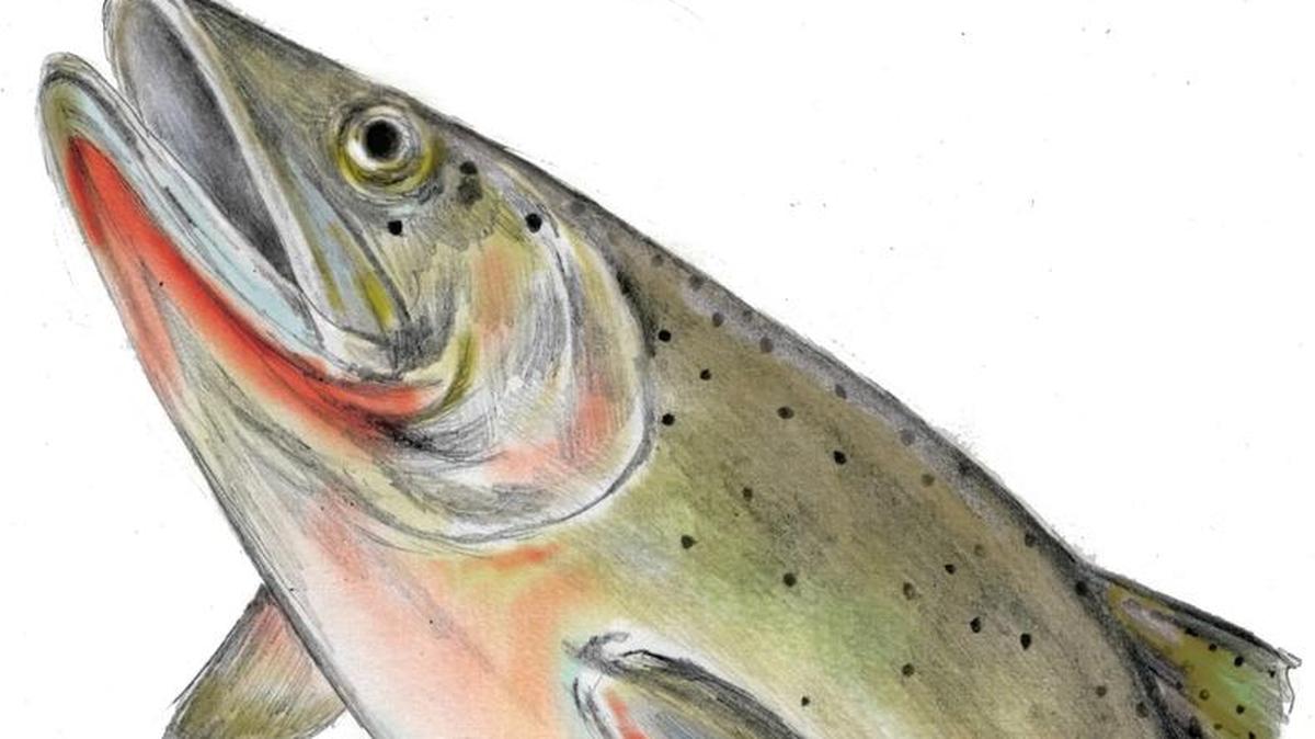 Fishing expert Roger George asks anglers which camp they’re in: Do you see fisheries as personally owned disposable resources, or are you a steward?