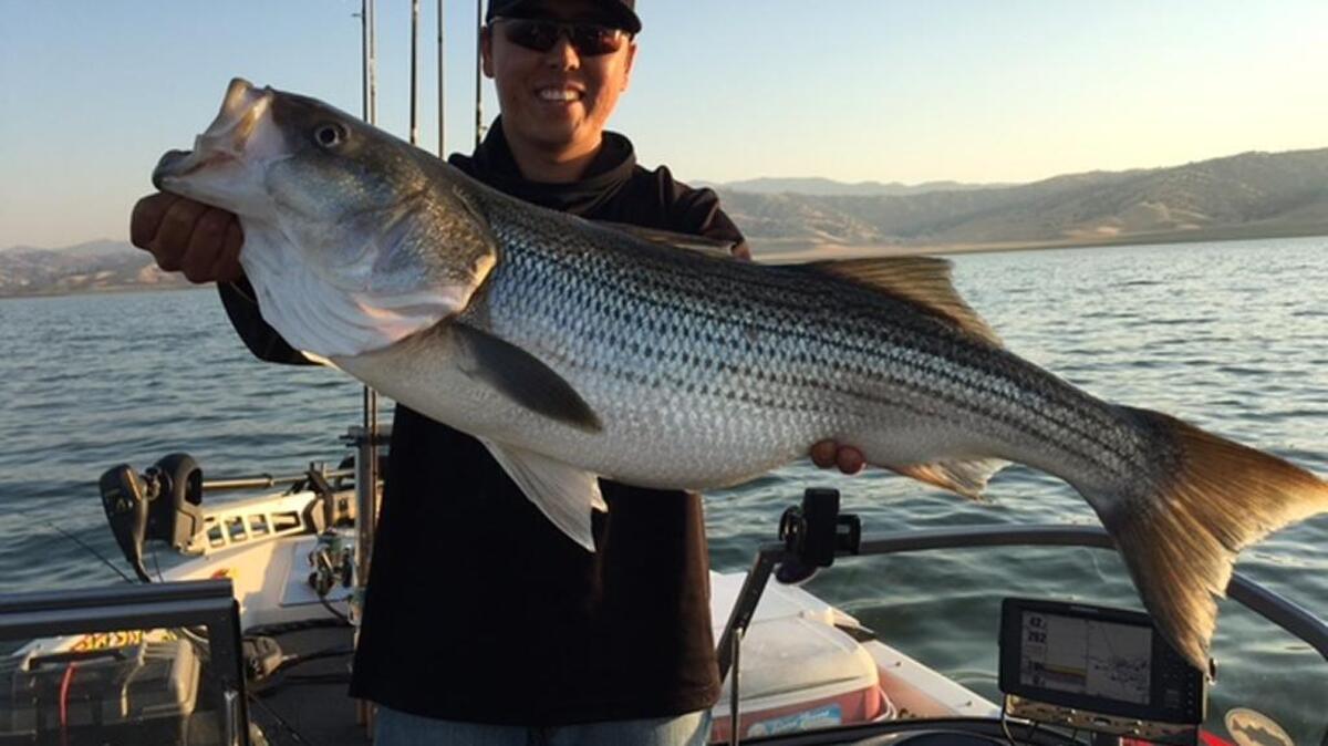 Meng Xyong of the Fishaholics went to San Luis Reservoir with Bee fishing expert Roger George and landed a pair of monster stripers that weighed in at 27 and 16 pounds.