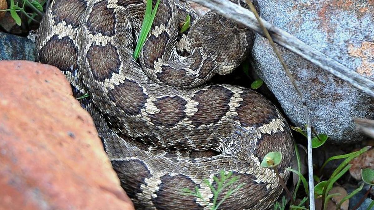 Retreat is generally the best course of action when encountering a rattlesnake, expected to be more likely this year after an unusually wet winter.