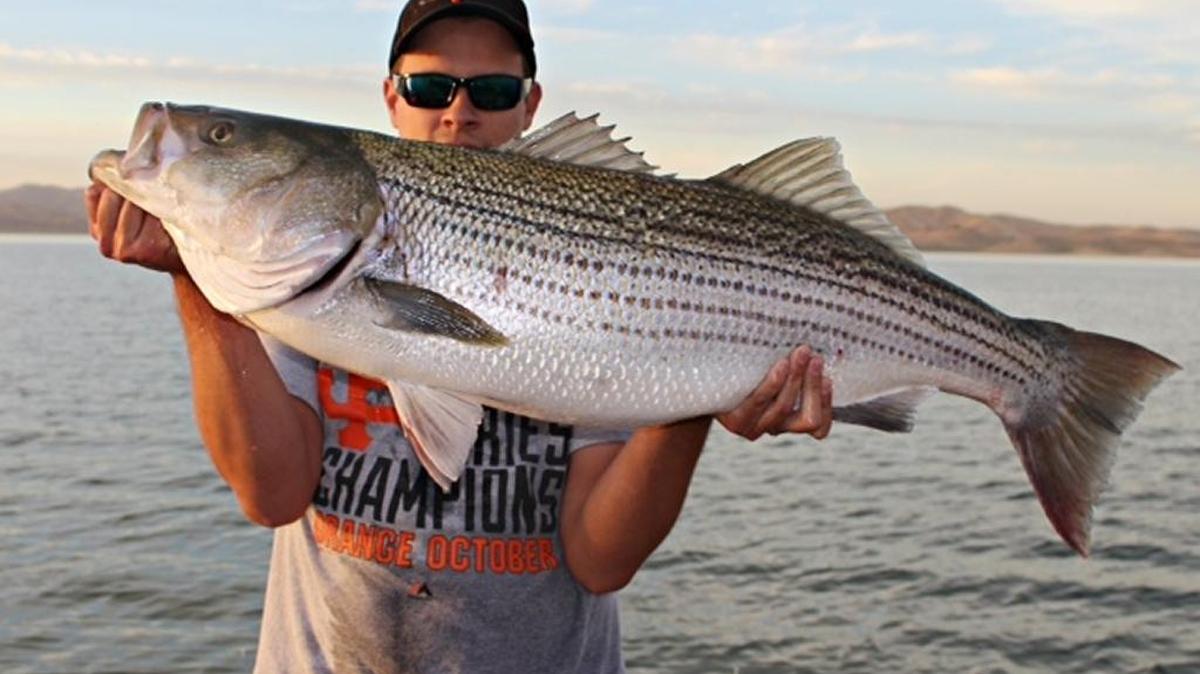 
Jordan Combs of Los Banos with a 44-inch (estimated 35-pound) personal-record striper caught while trolling at San Luis last week. It was successfully released using the Seaquilizer tool.
