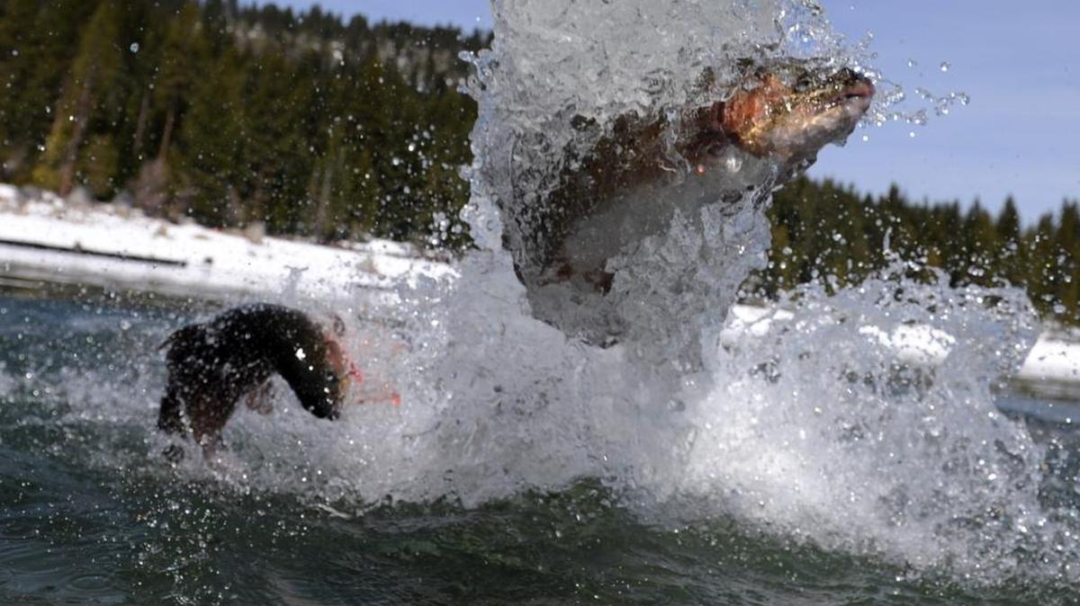 April 2012 action at Shaver Lake. Show off your success! Share your fish photos with Bee readers. Include “Fishing Report” in the subject line and email to sports@fresnobee.com