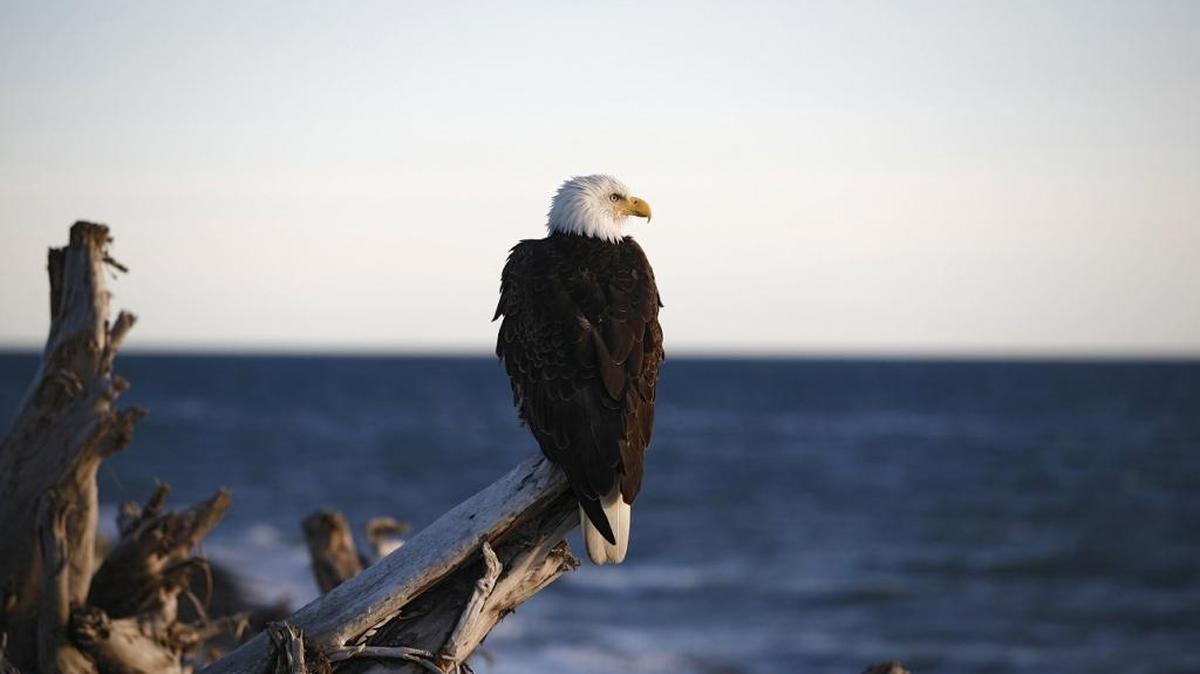 Columnist Roger George values the generation of outstanding sportsmen out there who have been slowly forgotten. Many, Roger says, are lonesome yet worthy of our respect, like the great eagle.