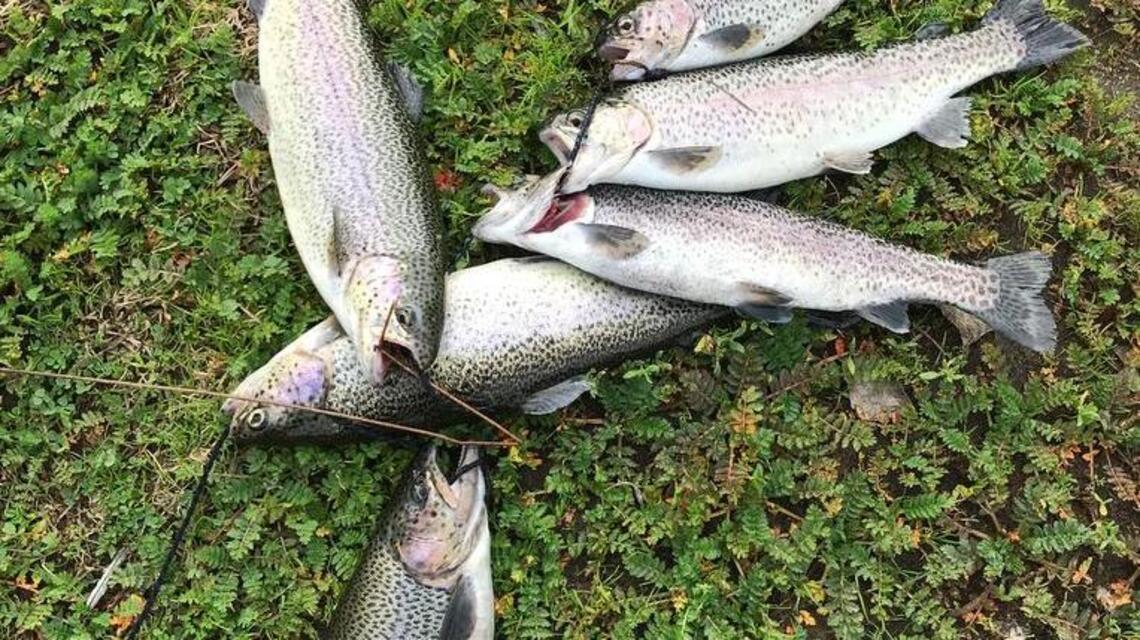 Fishing report for week of Jan. 30-Feb. 5 | Stripers best bets in Aqueduct, San Luis