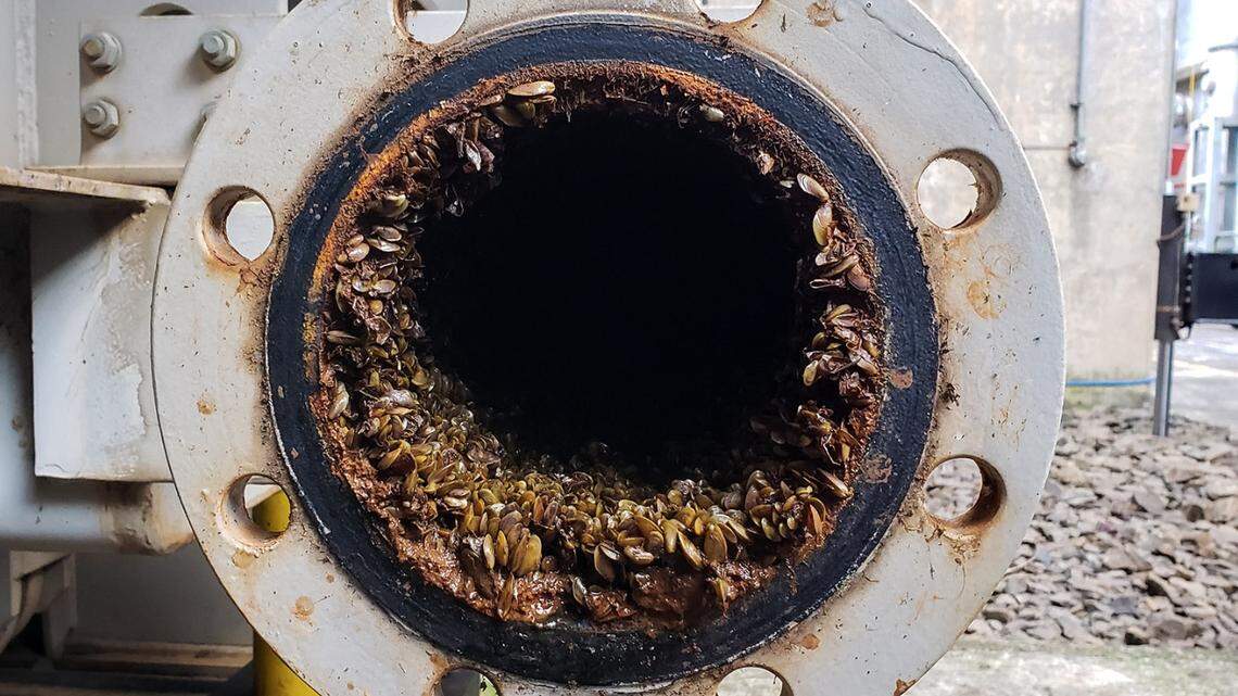 Fishing in the Central Valley: Golden mussel presents danger to California waters