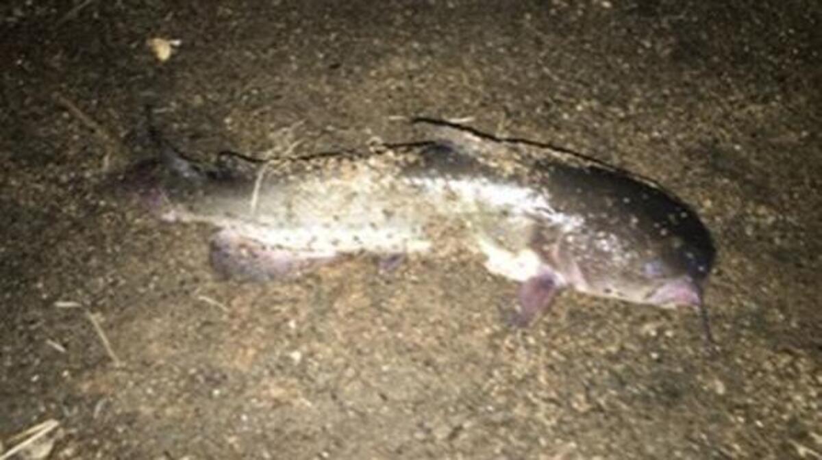 Daniel Duncan shows off a catfish caught last week at Eastman. He says he used large nightcrawlers for catch-and-release totaling two limits in two nights. He was fishing between 7:30 and 11 p.m. on June 12 and June 13.