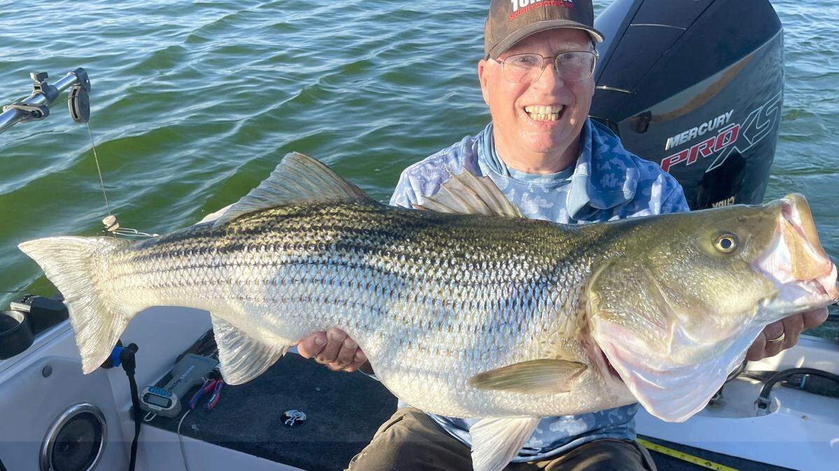 Fresno Bee fishing writer Roger George shows off a 42-inch, 34-pound striper caught, and released, at the San Luis Reservoir on Aug. 8, 2025. “It fought like a bullfrog,” he said.