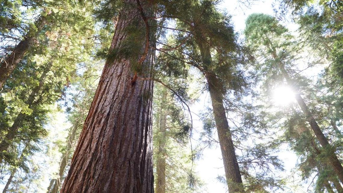 Historic Mariposa Grove in Yosemite will reopen this summer