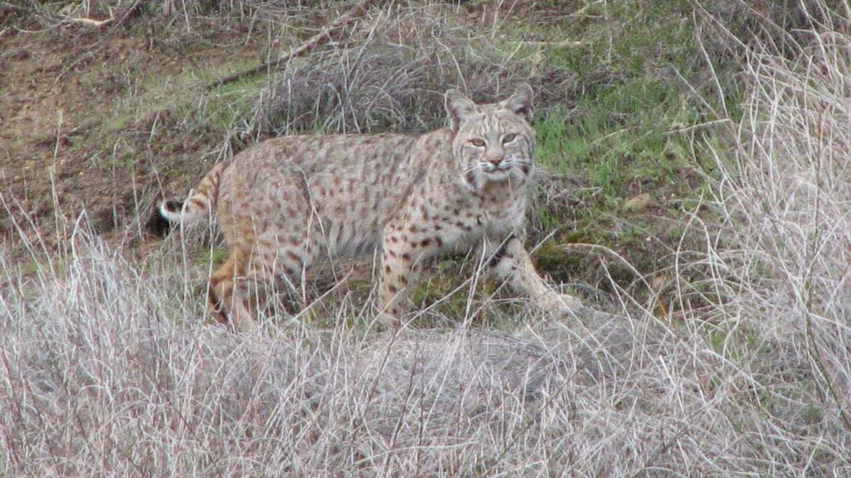 
The California Fish and Game Commission voted 3-2 to ban bobcat trapping across the state on Wednesday. Bobcats are hunted commercially by more than 250 state-licensed trappers and sold for their pelts, which can cost an average of $280 each.
