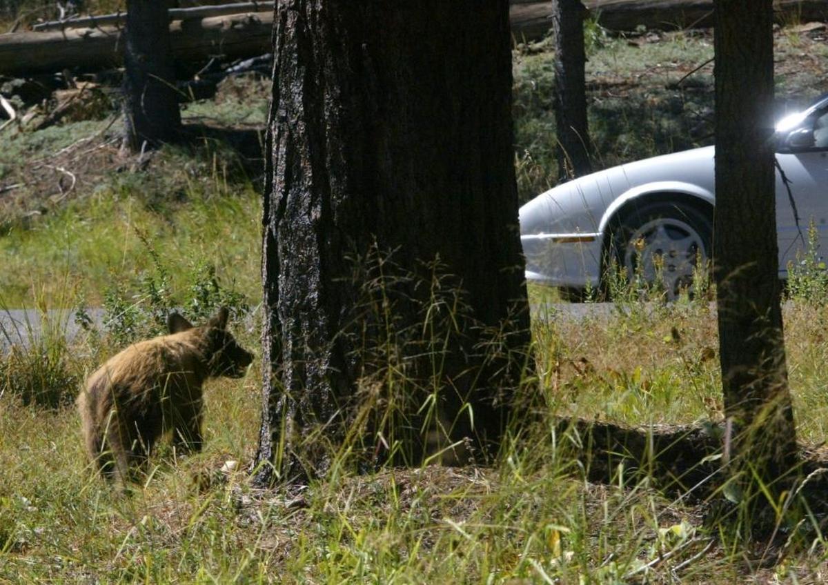 In September 2015 in Yosemite National Park, a bear cub watches traffic from behind a tree along Tioga Road just behind the Crane Flat gas station.