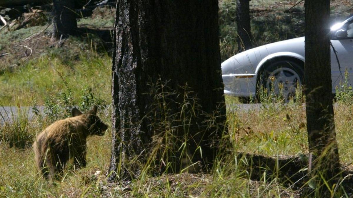 In September 2015 in Yosemite National Park, a bear cub watches traffic from behind a tree along Tioga Road just behind the Crane Flat gas station.