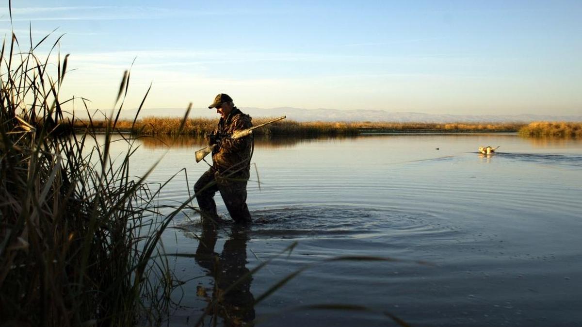 
A hunter heads back to his spot as his dog retrieves a duck from the Mendota Wildlife Area in this 2006 photo. The Mendota Wildlife Area announced a series of changes for the upcoming duck and geese season opener.
