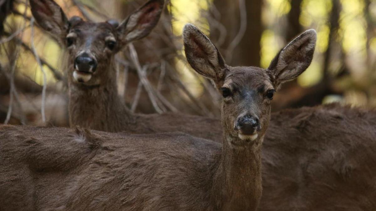 Deer stop to look at tourists while grazing in Yosemite National Park in 2013. On Tuesday, the California Department of Fish and Wildlife announced that it has received more than 50 reports of sick or dead deer from Siskiyou to Fresno counties, likely caused by the adenovirus hemorrhagic disease. The public is asked to report sick or dead deer to a CDFW Regional office.