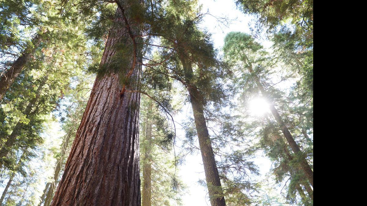 
A giant sequoia towers among firs, pines and cedars in Yosemite Park’s Mariposa Grove, which will be closed to the public starting Monday for a renovation project that is expected to last up to two years. The Mariposa Grove is home to about 500 mature giant sequoias and is the largest of three groves inside the park.
