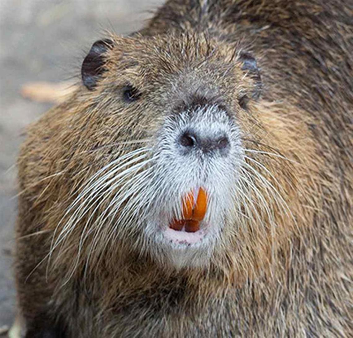 Nutria are destructive eaters.