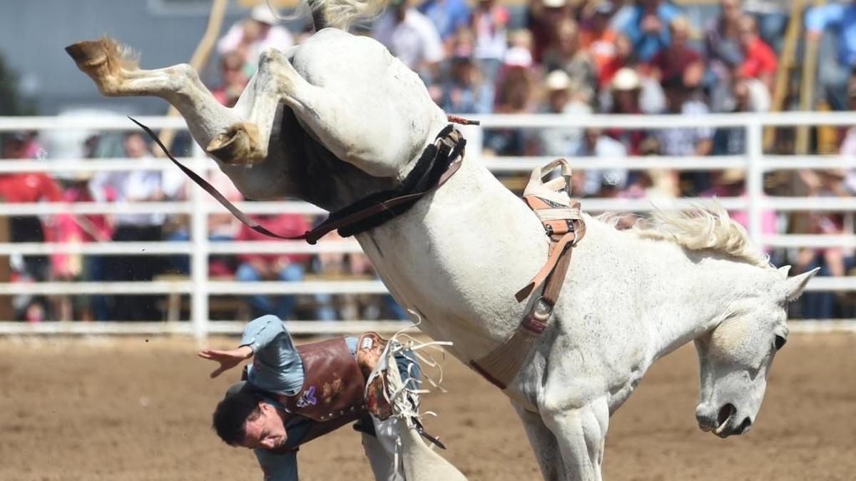 Jake Brown of Cleveland, Texas, scrambles to get clear of bucking Wild & Blue in the finals of the Saddle Bronc Riding during the Clovis Rodeo, Sunday afternoon, April 24, 2016.