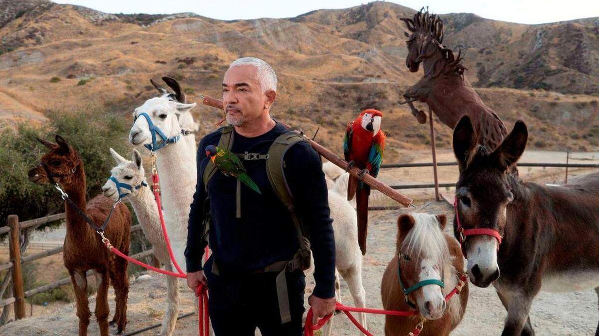 Fotografía cedida por National Geographic que muestra al adiestrador canino mexicano Cesar Millán posando con llamas, un burro, un pony y un gucamayo en Santa Clarita.