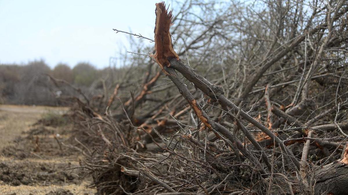 Uprooted almond trees near Five Points rest after becoming casualties of the ongoing drought. A $5 million partnership announced Thursday could be a gamechanger for how the region deals with climate change and the drought.