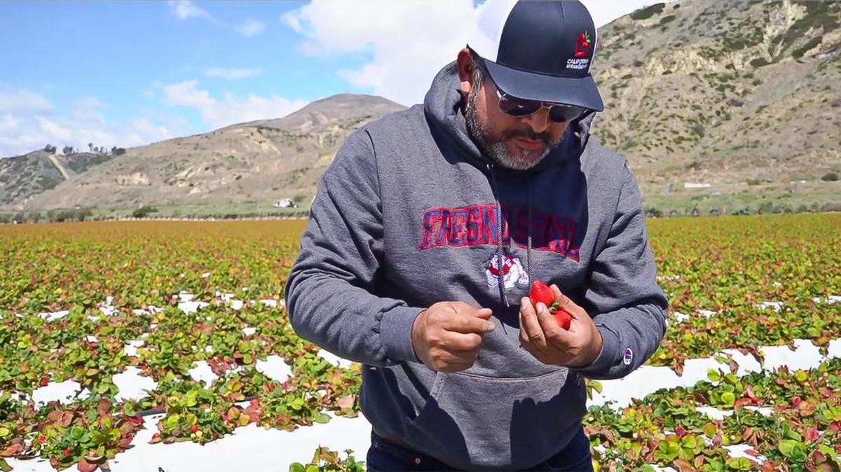 Fotografía cedida por la Comisión de Fresas de California que muestra al agricultor Uriel Hernández en su granja de fresas Seacliff Farms, en Oxnard, California.