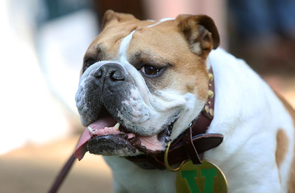 Victor E. Bulldog was a hit at the Sept. 16, 2021 Bienvenida celebration at Fresno State.