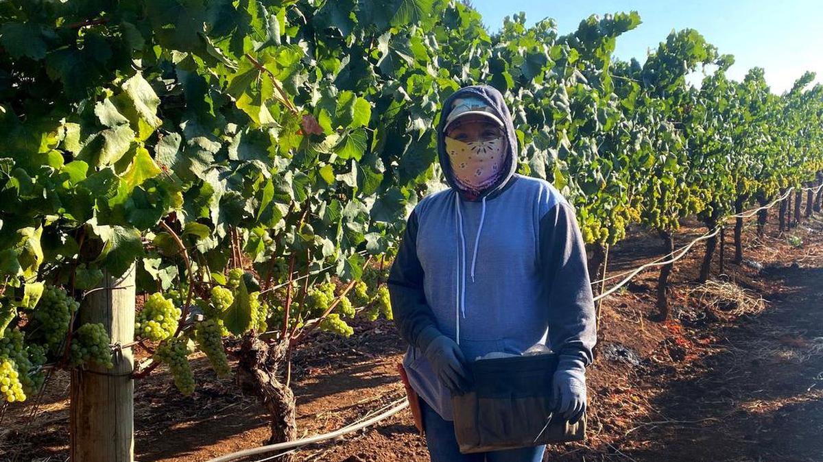 La mexicana Sandra De León mientras recolecta uva en el condado de Sonoma, California. Campesinos de California enfrentan la grave encrucijada de escoger entre perder su salario o arriesgar la vida y seguir trabajando en zonas de incendios donde los granjeros de varios condados tienen permiso para enviarlos.