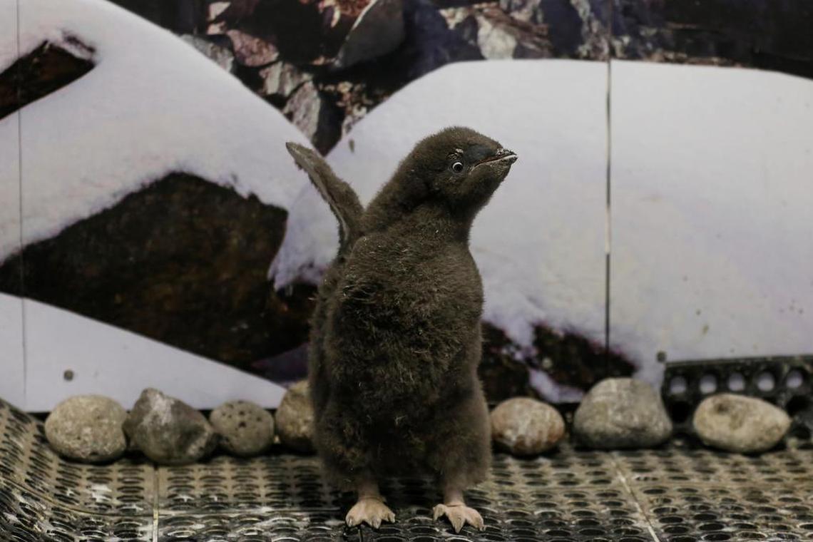 An Adelie penguin was born on the last day of 2021 at the Guadalajara zoo, and is now being taught to adapt to the colony of the Antartic penguins at the zoo.