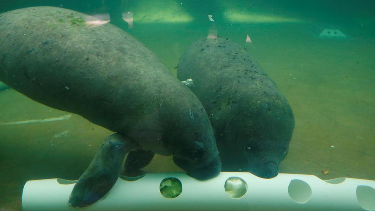 The manatees Claudia and Lorenzo swim last Thursday in a pond at the Guadalajara Zoo in Jalisco, México.