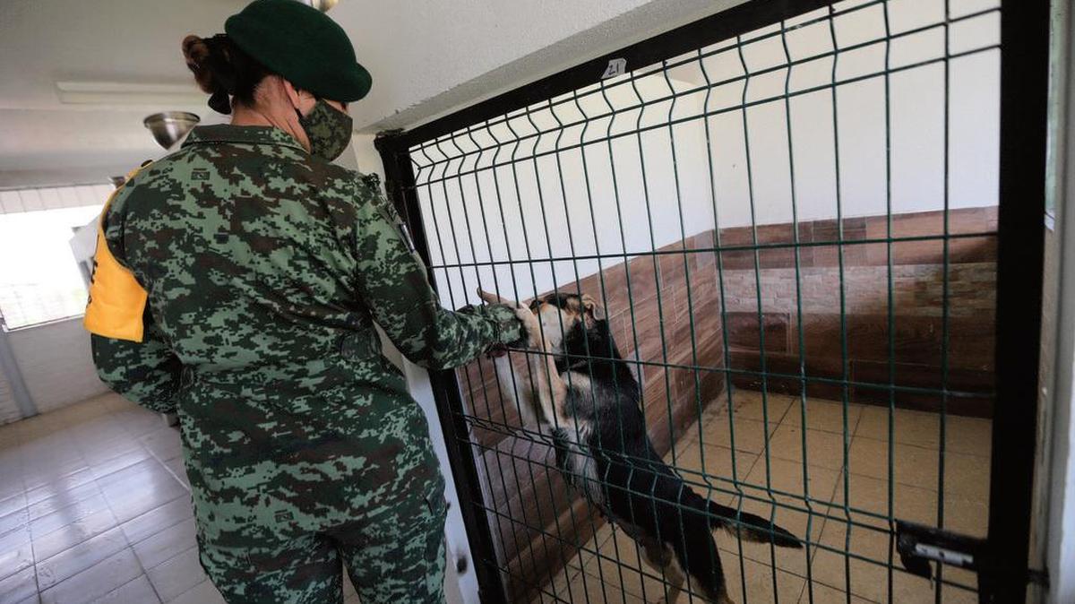 Un miembro del Ejercito Mexicano da cuidados a perros rescatados en el albergue Los Perritos de Santa Lucía.