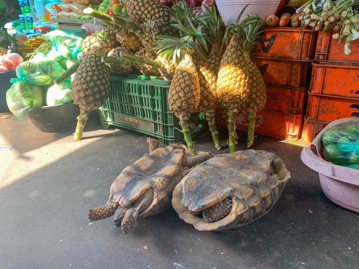Trozos de carne de enormes lagartos que conservan sus escamas, parejas de pájaros tropicales en jaulas y grandes tortugas vivas, se encuentran sin ninguna dificultad en el atestado mercado de Iquitos, en el corazón de la Amazonía peruana, una muestra de lo normalizado que está el tráfico ilegal de especies silvestres.