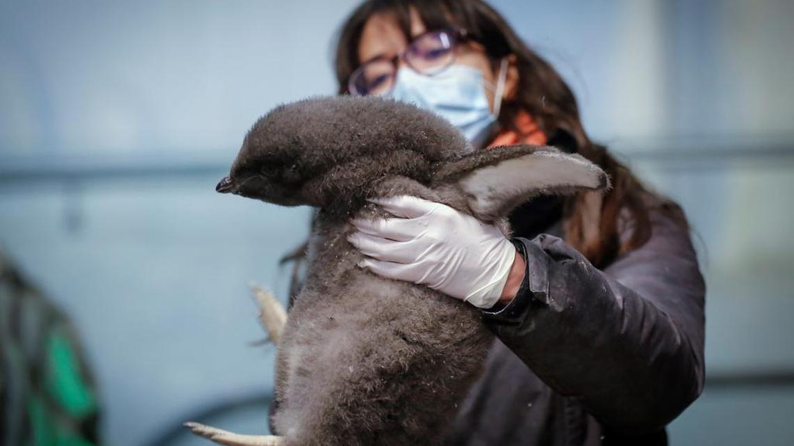A baby Adelie penguin gets special attention from a worker at the Guadalajara Zoo.