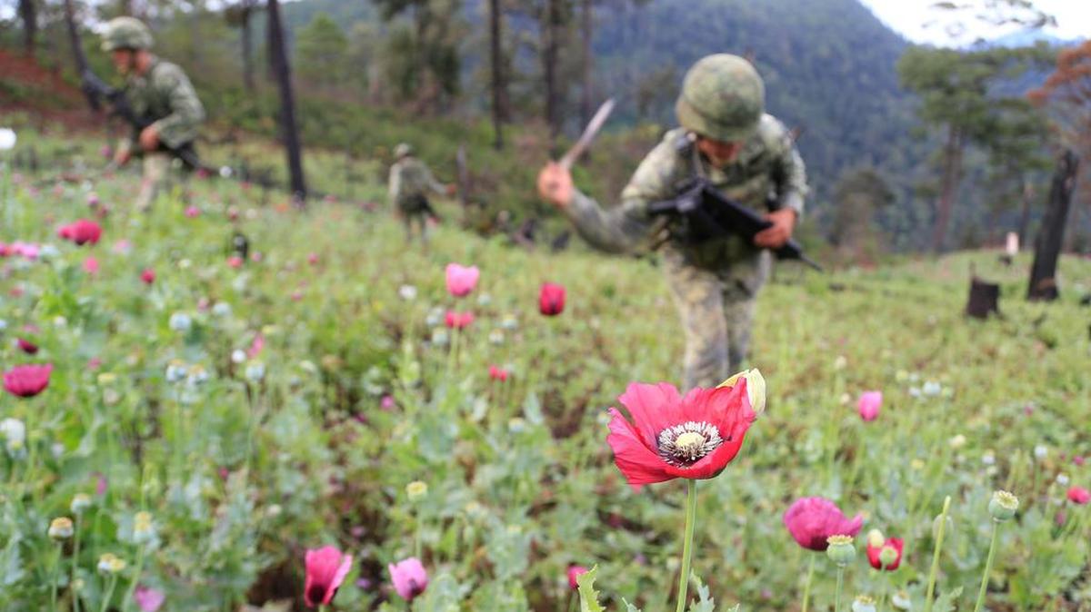 Fotografía de archivo fechada el 5 de noviembre de 2017 de miembros del Ejercito Mexicano en un operativo de destrucción de amapola, en la sierra de Ajuchitlán, en el estado de Guerrero, México. Los cuatro hijos de Joaquín Guzmán, conocidos como los "chapitos", se han convertido en objetivos prioritarios de las autoridades de Estados Unidos al ofrecer $20 millones por información que permita su captura.
