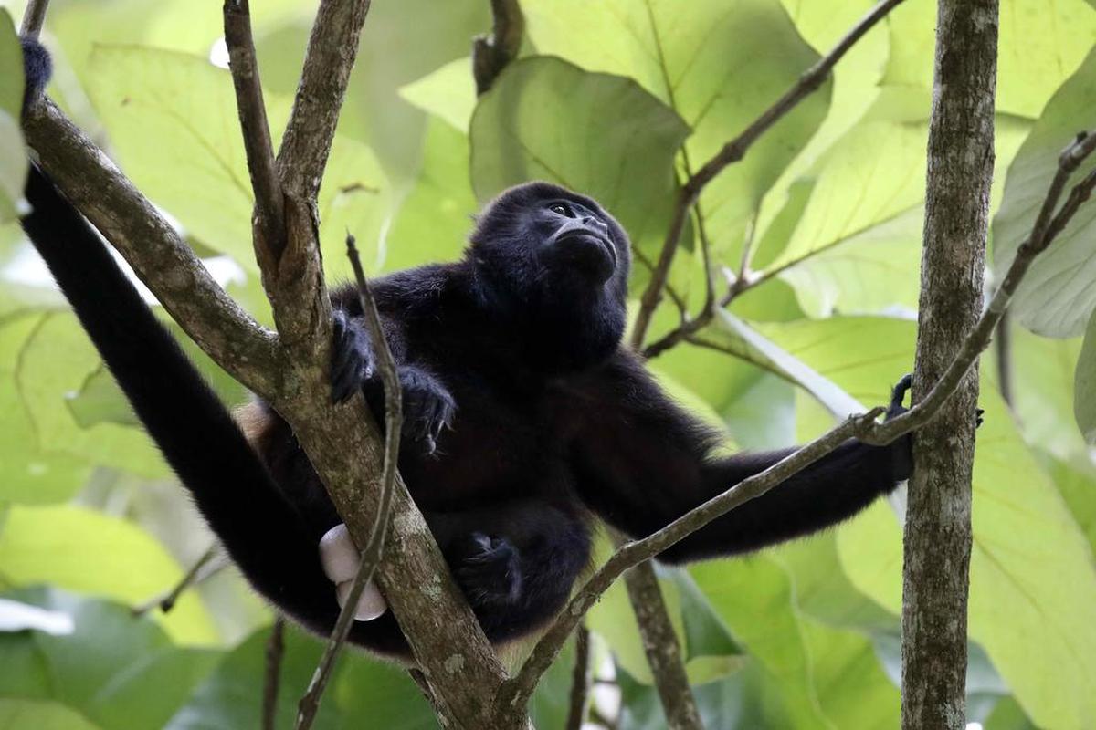 Un mono aullador en el parque Carara, ubicado en el pacífico central de Costa Rica. Costa Rica celebra el Día de los Parques Nacionales destacando los aportes de estas zonas protegidas al desarrollo económico del país y para la protección de su rica biodiversidad.