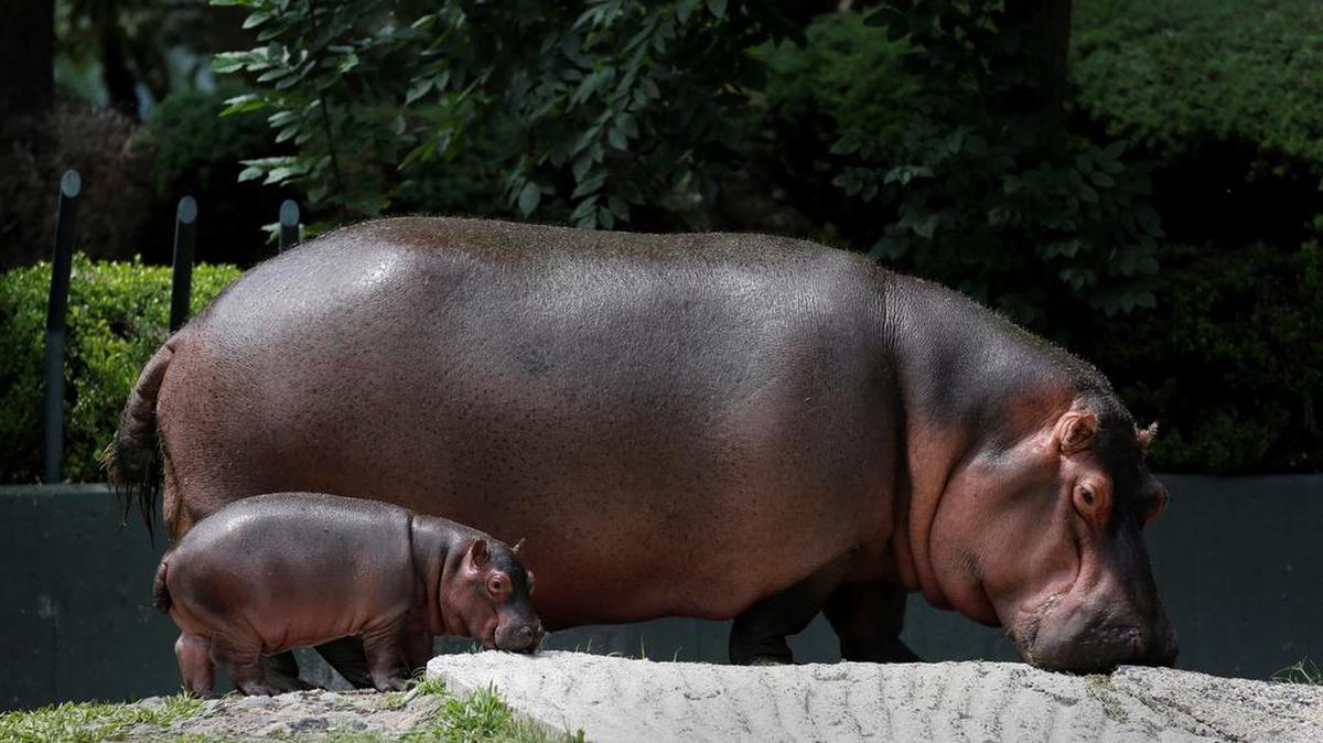 Una cría de hipopótamo de río camina junto a su madre en el zoológico de Guadalajara, Jalisco.