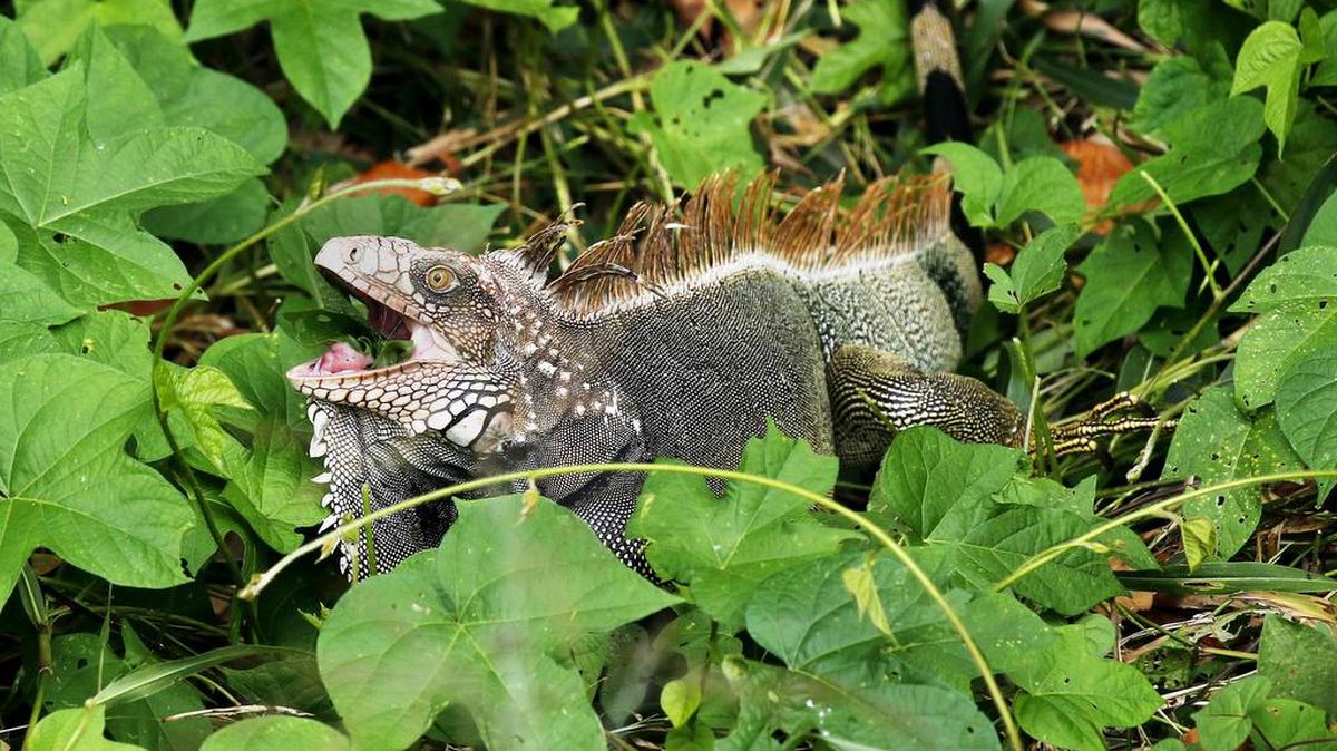 Una iguana en el parque Carara, ubicado en el pacífico central de Costa Rica. Costa Rica celebra el Día de los Parques Nacionales destacando los aportes de estas zonas protegidas al desarrollo económico del país y para la protección de su rica biodiversidad.