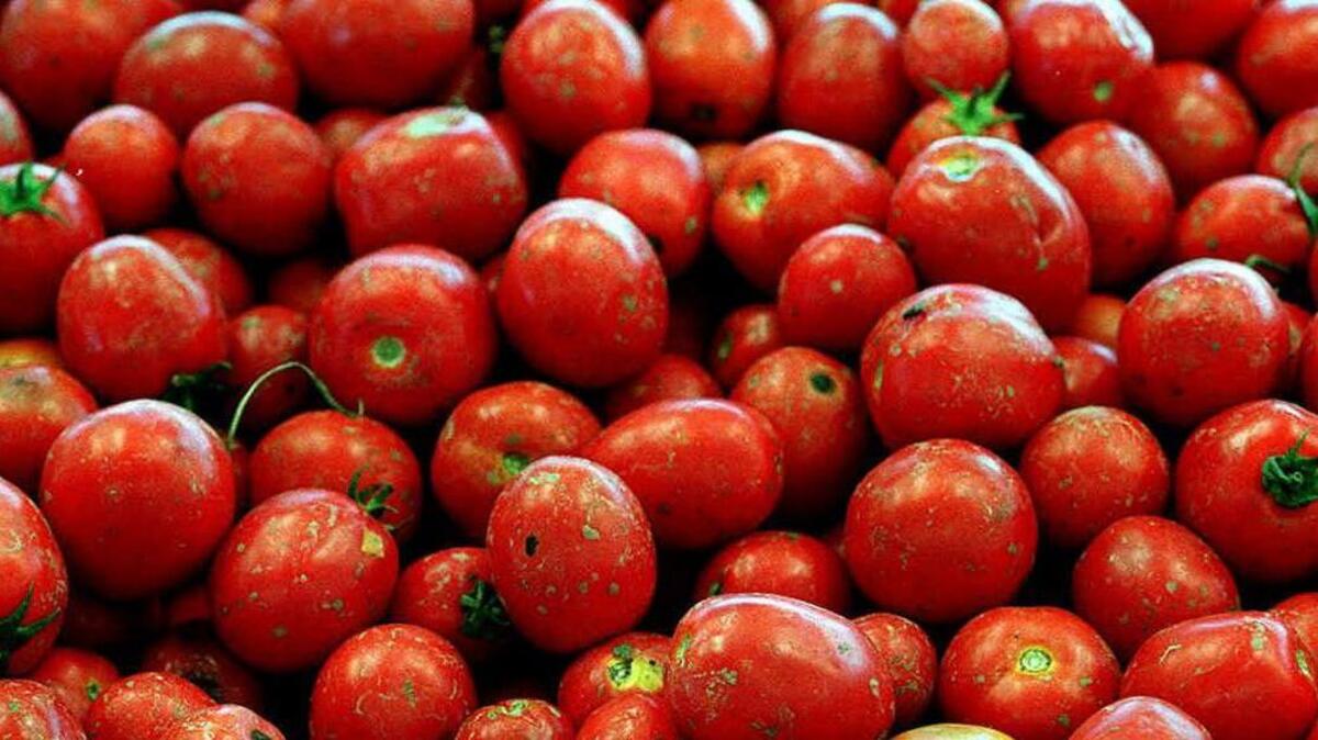 La Oficina de Aduanas y Protección Fronteriza ordenó detener en todos los puertos de entrada del país a partir del 21 de octubre los embarques de tomates frescos mexicanos procedentes de las firmas sospechosas del uso de trabajo forzado.